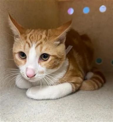 A young small-sized male Domestic Short Hair cat named Marvin for adoption in Lancaster, CA