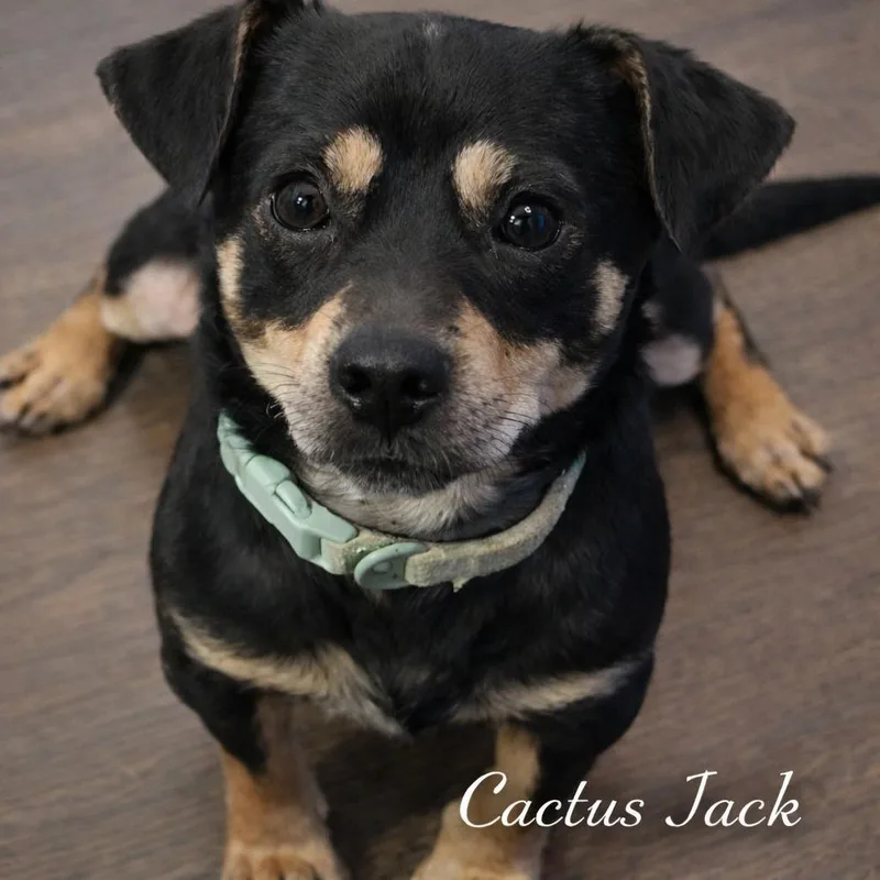 Cactus Jack thumbnail 2