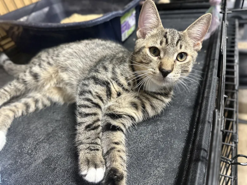 A baby medium-sized male Domestic Short Hair cat named Nova for adoption in Pleasantville, NJ