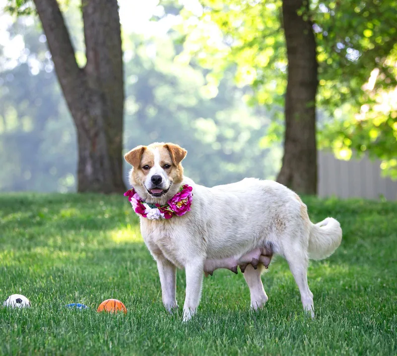 A young large-sized female Great Pyrenees dog named Harper for adoption in Coatesville, PA