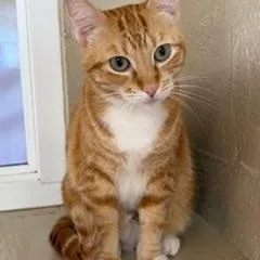 An adult medium-sized female Tabby (Orange / Red) Domestic Short Hair cat named Red for adoption in Spring Valley, CA