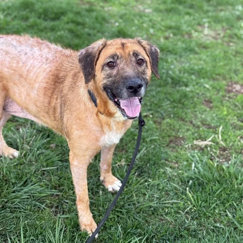 An adult medium-sized female Shepherd dog named Chessie for adoption in Aurora, IL