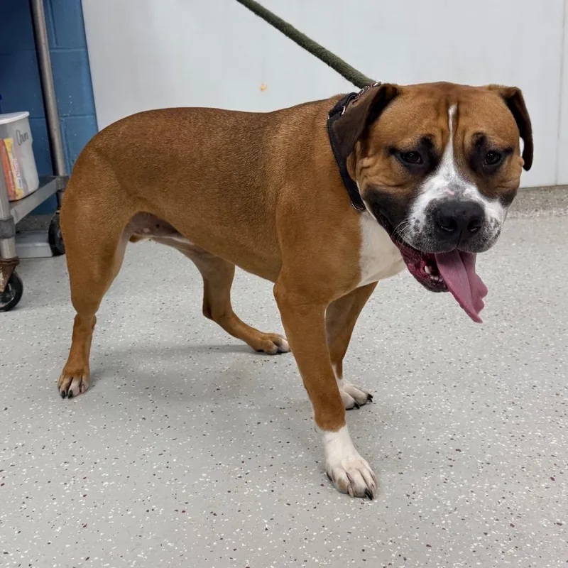An adult large-sized male Yellow / Tan / Blond / Fawn Pit Bull Terrier dog named Teddy for adoption in Indianapolis, IN