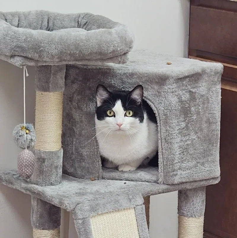 An adult large-sized male Black & White / Tuxedo Domestic Short Hair cat named Clover for adoption in Richboro, PA