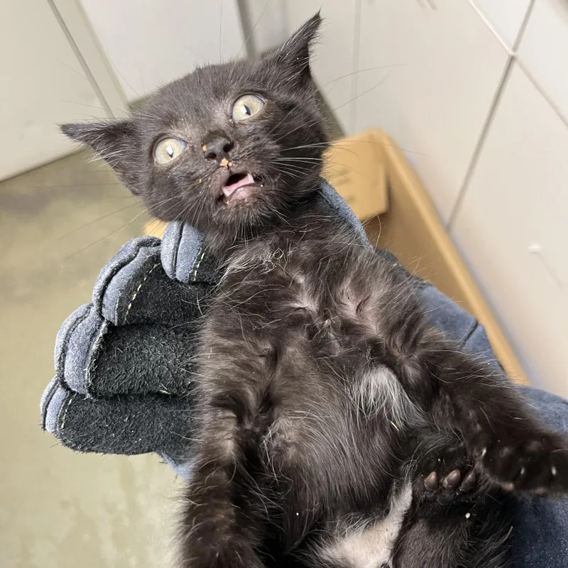A baby small-sized male Black Domestic Short Hair cat named 71620 for adoption in Harrisonburg, VA