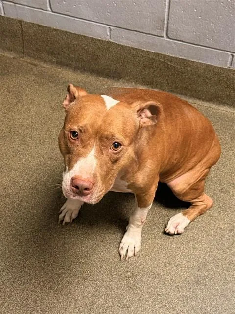An adult medium-sized female Mixed Breed dog named Skyler for adoption in Jacksonville, FL