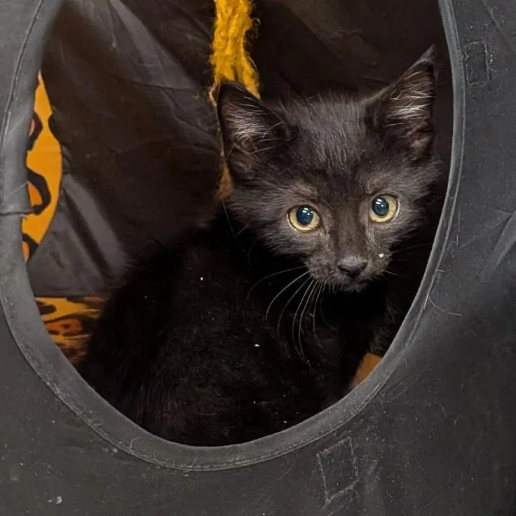 A baby small-sized female Black Domestic Short Hair cat named Alina for adoption in Falls Church, VA