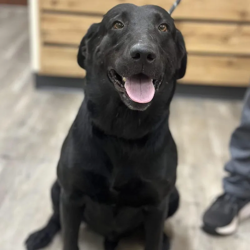 An adult large-sized male Black Labrador Retriever dog named Duke V for adoption in Wadena, MN