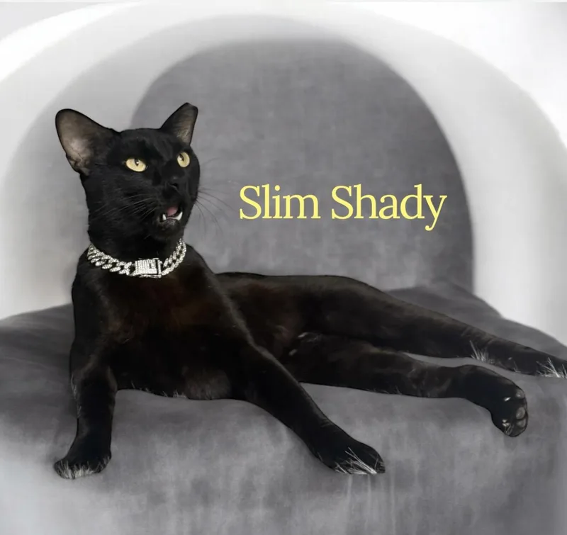 Slim Shady thumbnail 5
