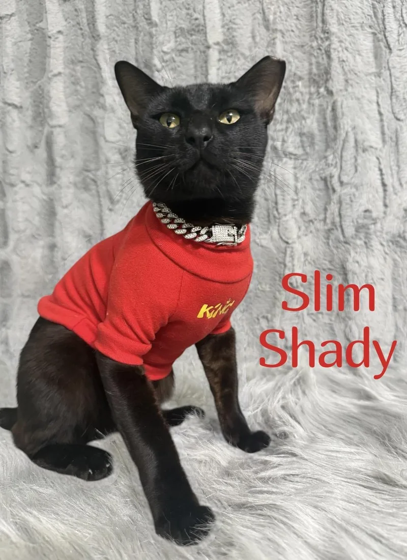 Slim Shady thumbnail 6