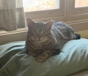 An adult medium-sized male Tabby (Tiger Striped) Domestic Short Hair cat named Apollo Bell for adoption in Morrison, CO