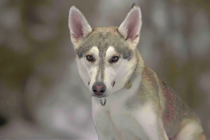 An adult medium-sized female Siberian Husky dog named Pixie for adoption in Walnut Creek, CA
