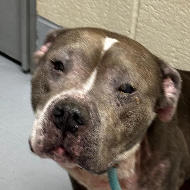 An adult medium-sized female Gray / Blue / Silver Pit Bull Terrier dog named Dawn for adoption in Concord, NC
