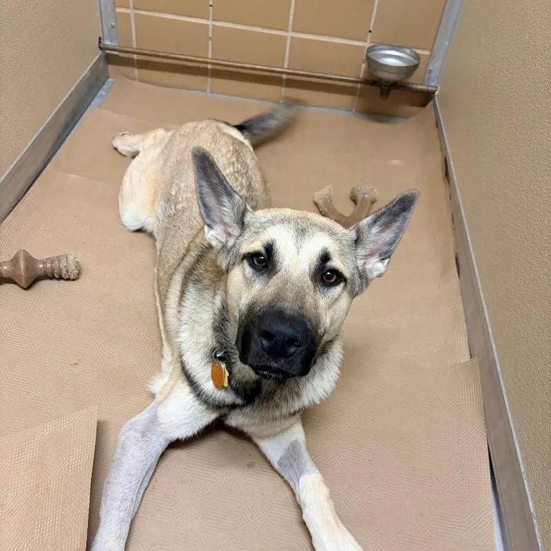 A young medium-sized female German Shepherd Dog dog named AK Anya for adoption in Port Washington, NY
