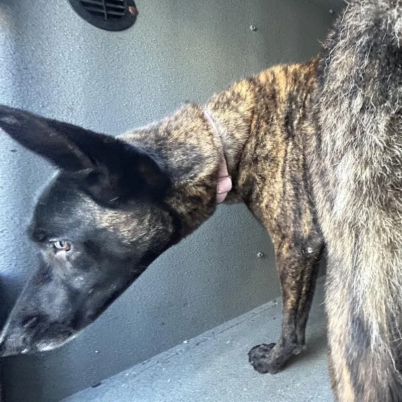 An adult large-sized female Brindle Belgian Shepherd / Malinois dog named Kona for adoption in Greensboro, NC