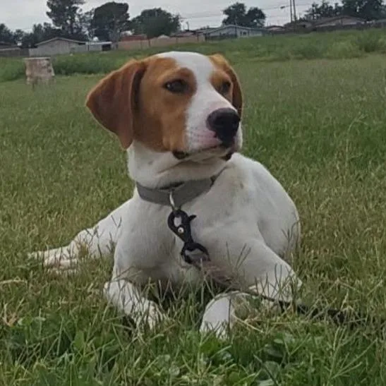 A young small-sized female White / Cream Beagle dog named Jolene for adoption in Odessa, TX