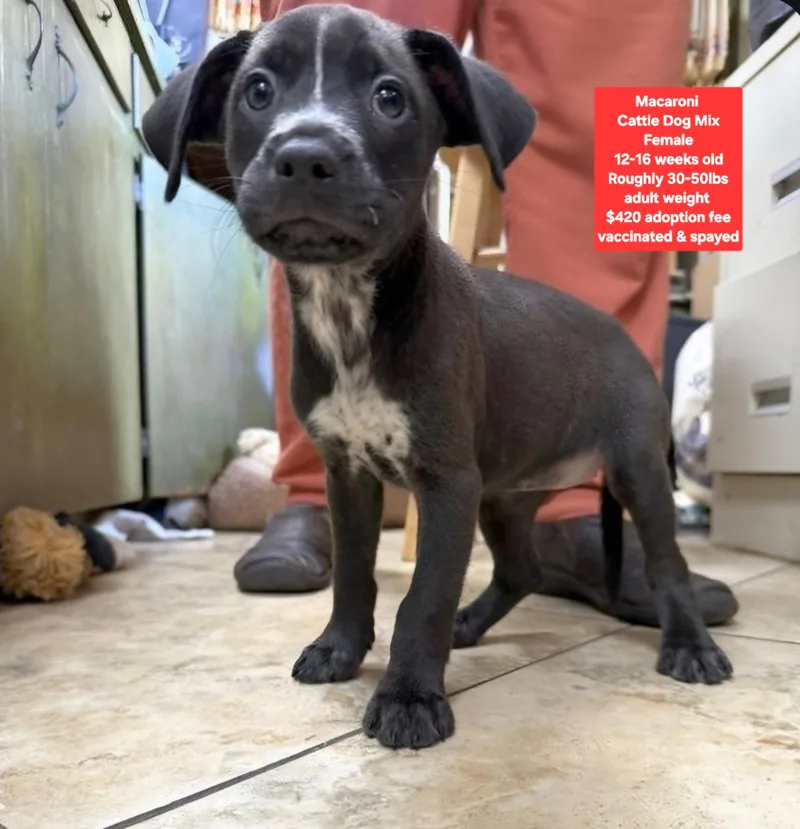 A baby medium-sized female Cattle Dog dog named Macaroni for adoption in Oviedo, FL