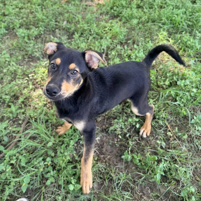 A baby small-sized male Black Labrador Retriever dog named Digiorno for adoption in Carencro, LA