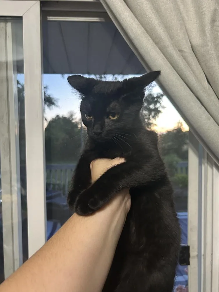 Simon