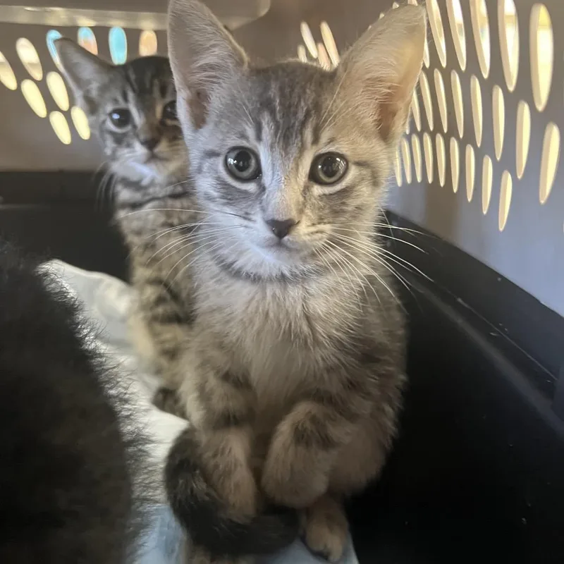 A young medium-sized female Gray / Blue / Silver Domestic Short Hair cat named Cinderella for adoption in Bastrop, TX
