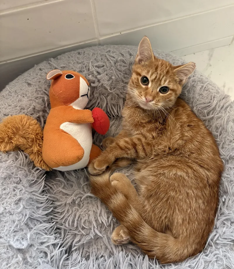 A young medium-sized male Orange / Red Tabby cat named Mars for adoption in Columbia, SC