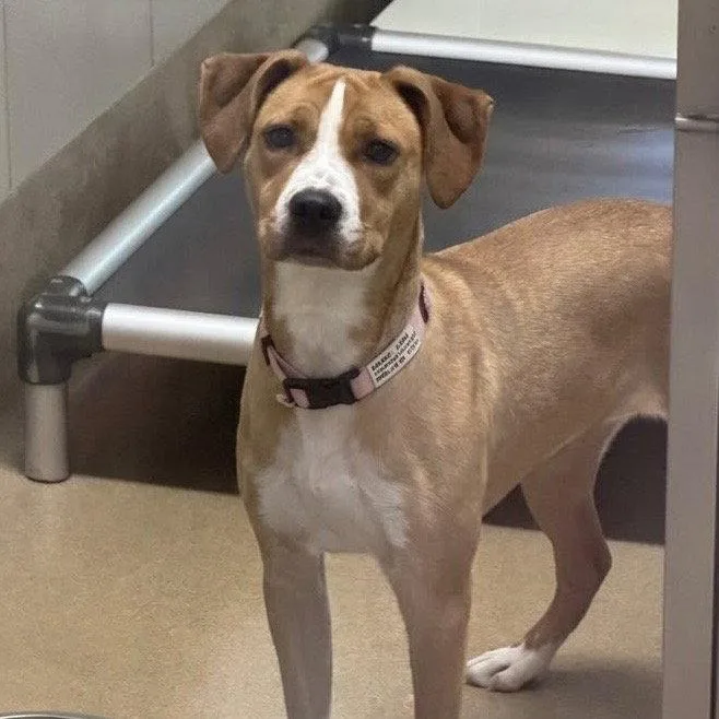 A young medium-sized female Terrier dog named Camilla for adoption in Bloomfield, CT