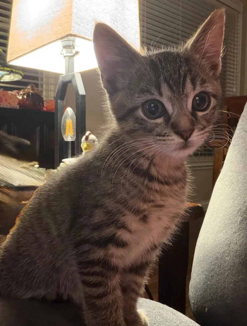 A baby small-sized female Domestic Short Hair cat named Maggie for adoption in merrillville, IN