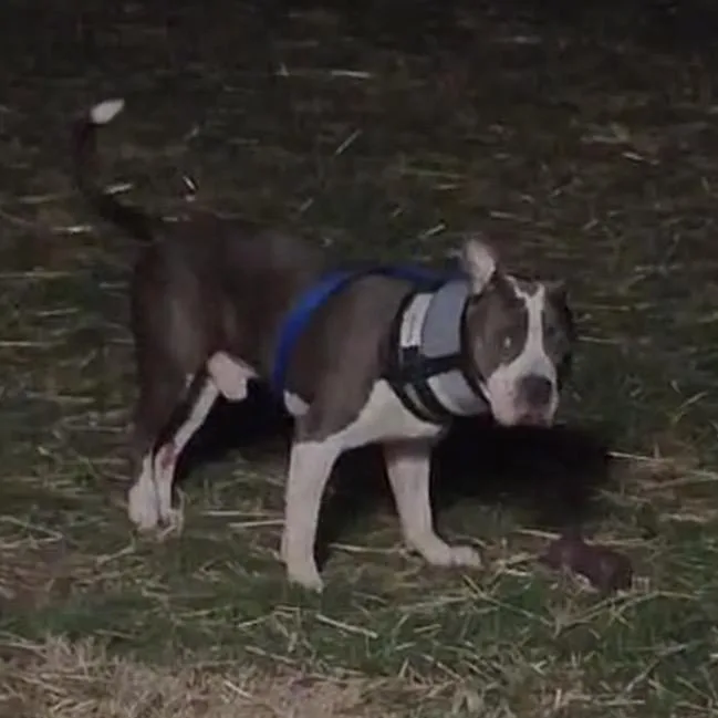 An adult large-sized male Brindle American Staffordshire Terrier dog named Bruce for adoption in Normal, IL