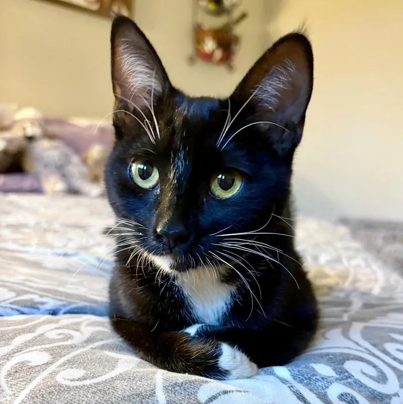 A baby medium-sized female Domestic Short Hair cat named Sox for adoption in Sonora, CA