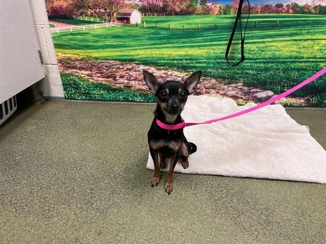 A young small-sized female Chihuahua dog named Darlene for adoption in Moreno Valley, CA