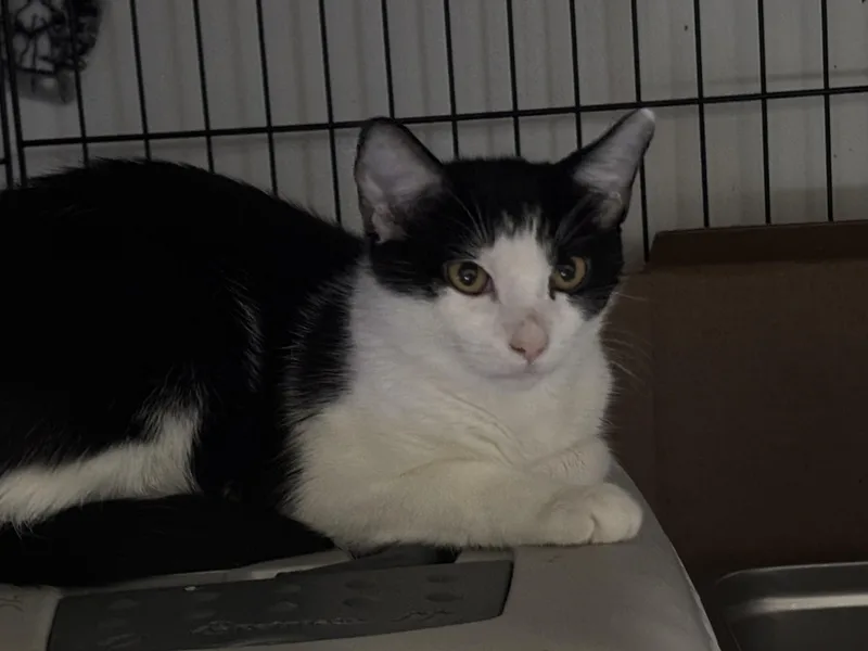 A young small-sized male Black & White / Tuxedo Domestic Short Hair cat named Milo for adoption in Pittsburgh, PA