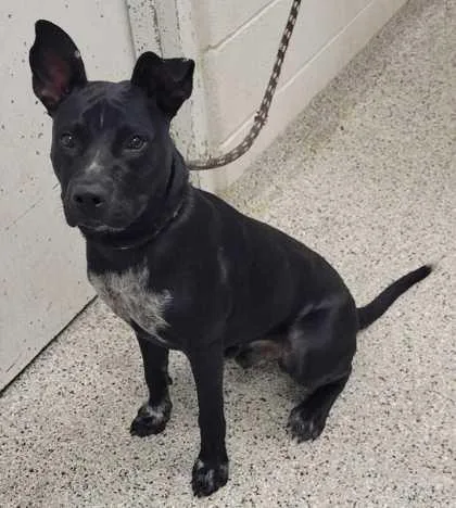 A young large-sized male Black Mixed Breed dog named Blackjack for adoption in Kansas City, MO