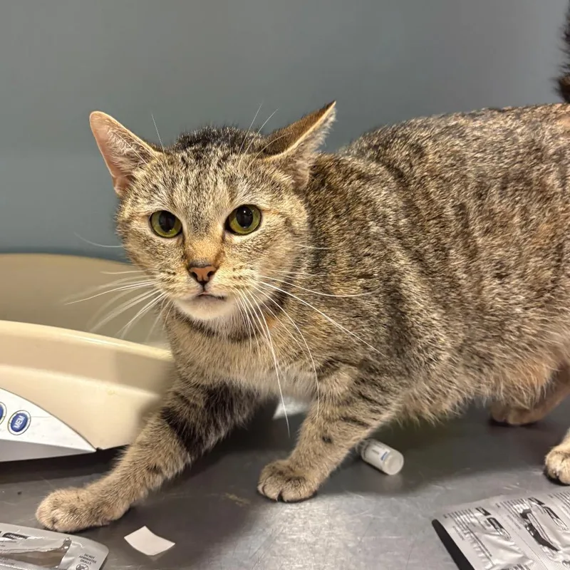 An adult medium-sized female Buff / Tan / Fawn Domestic Short Hair cat named Adobe for adoption in Chattanooga, TN