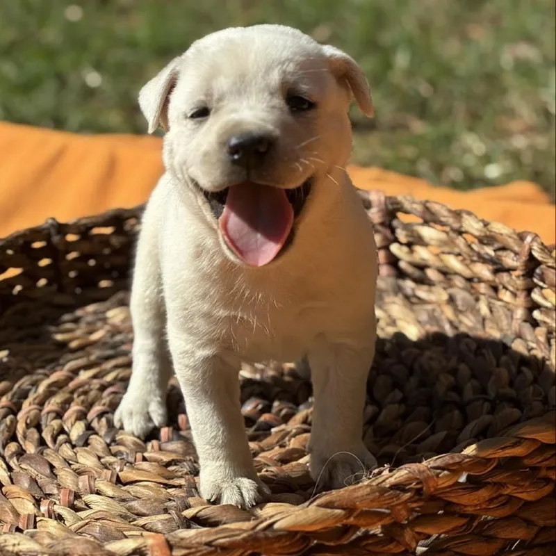 A baby medium-sized male Retriever dog named Casper for adoption in Huntsville, AL