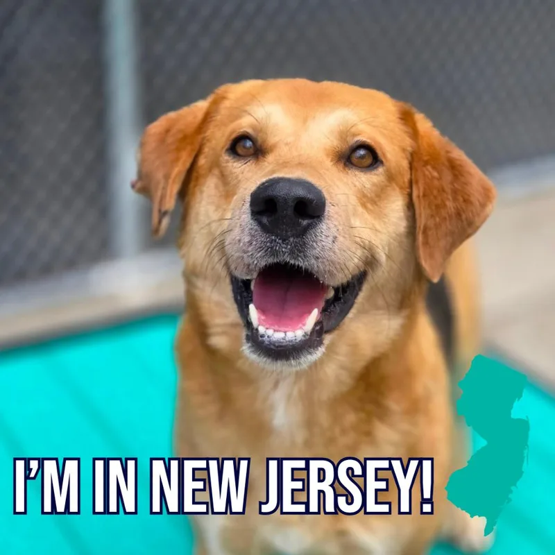An adult medium-sized male Yellow / Tan / Blond / Fawn Mixed Breed dog named Thomas for adoption in Charleston, WV