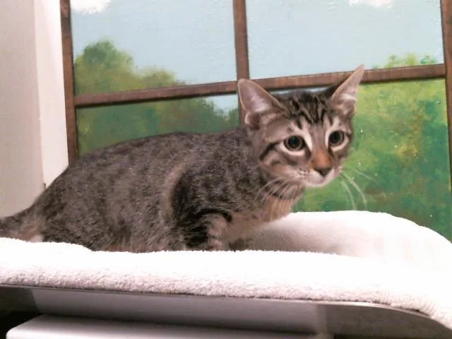 A baby small-sized male Domestic Medium Hair cat named Carlos for adoption in Houston, TX