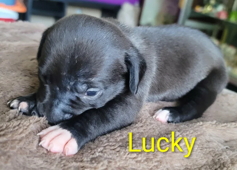 Lucky