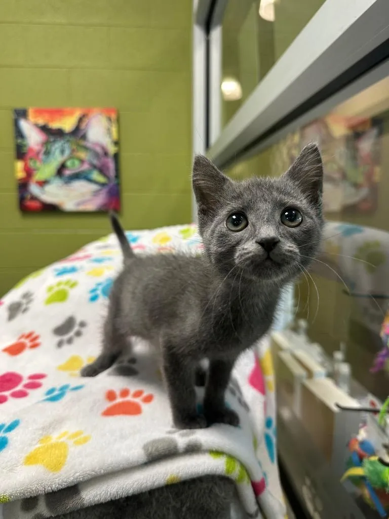 A baby medium-sized male Domestic Short Hair cat named Biscuit for adoption in Johnson City, TN