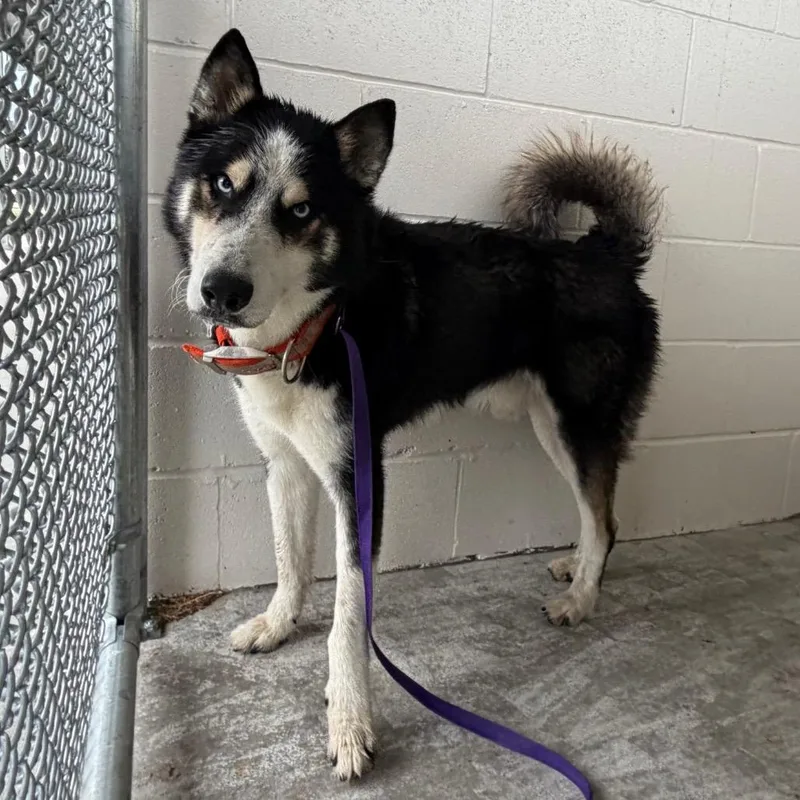 An adult medium-sized male Black Siberian Husky dog named Goober for adoption in Edinburg, TX