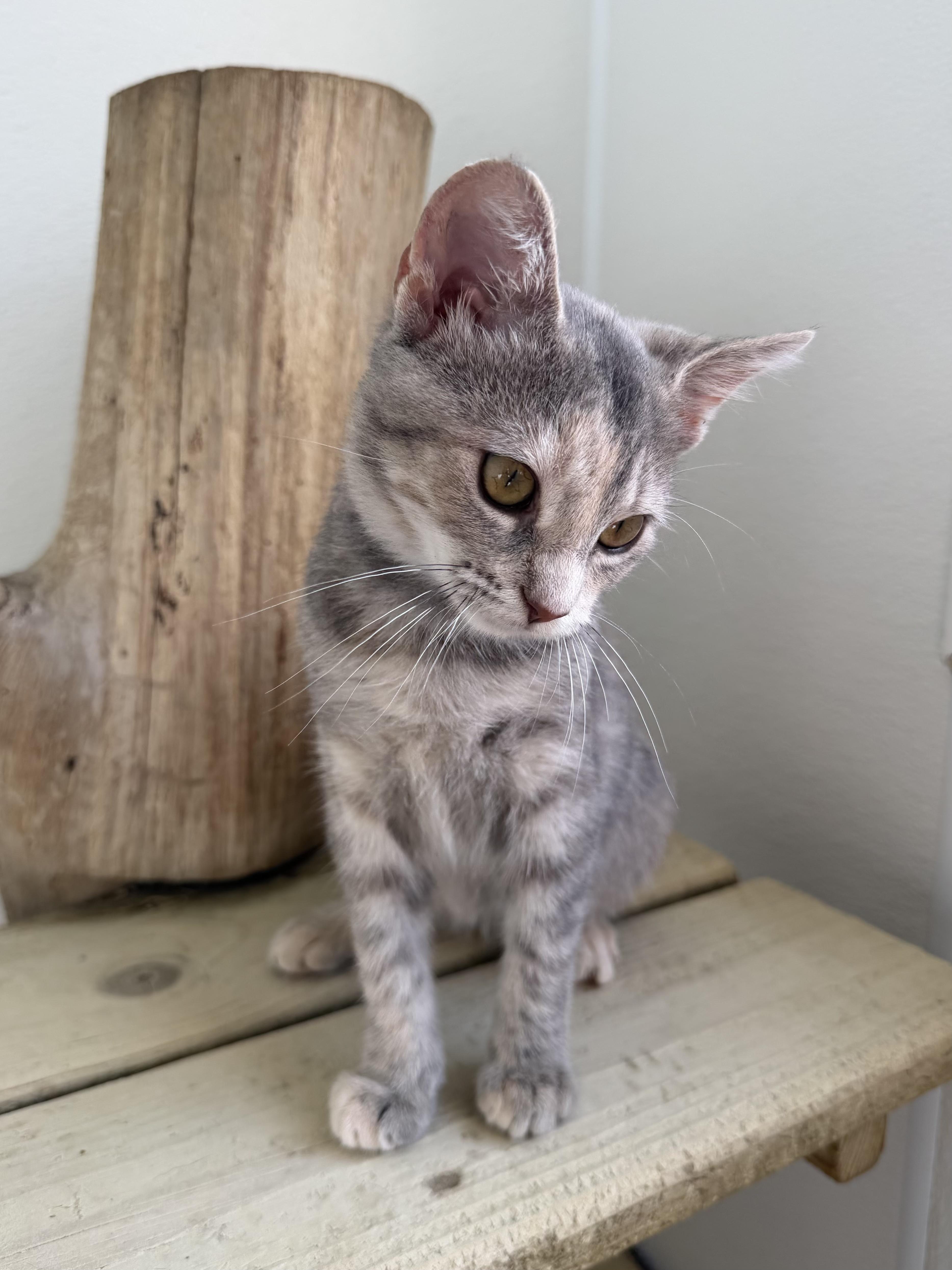A baby medium-sized female Tortoiseshell Domestic Short Hair cat named Jelly Bean for adoption in Chicago, IL