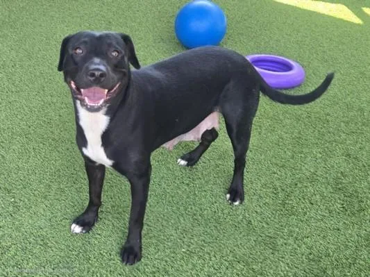 A young medium-sized female American Staffordshire Terrier dog named Ruby for adoption in Van Nuys, CA