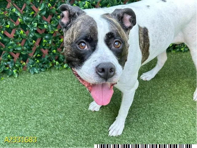 A young medium-sized female Mixed Breed dog named Annie for adoption in West Palm Beach, FL