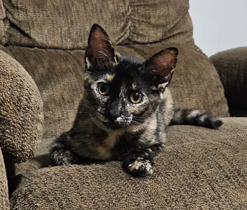 Princess Petty Pants