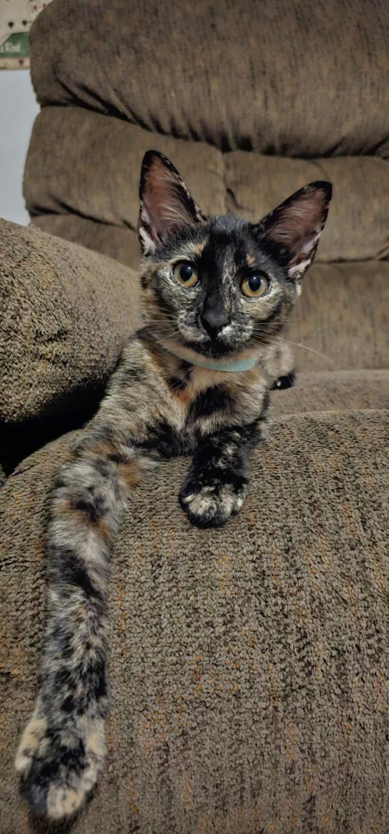 Princess Petty Pants thumbnail 2