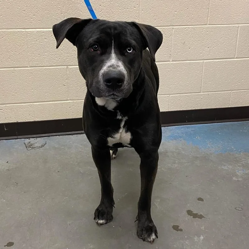 An adult large-sized male Black Mixed Breed dog named Baylor for adoption in Memphis, TN
