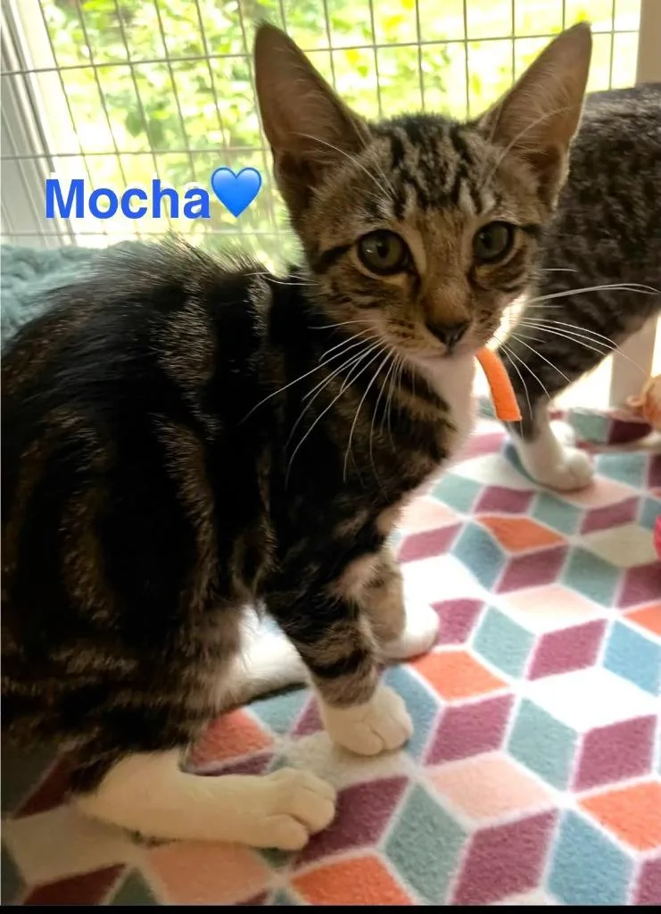 A baby small-sized male Domestic Short Hair cat named Mocha for adoption in Lunenburg, MA