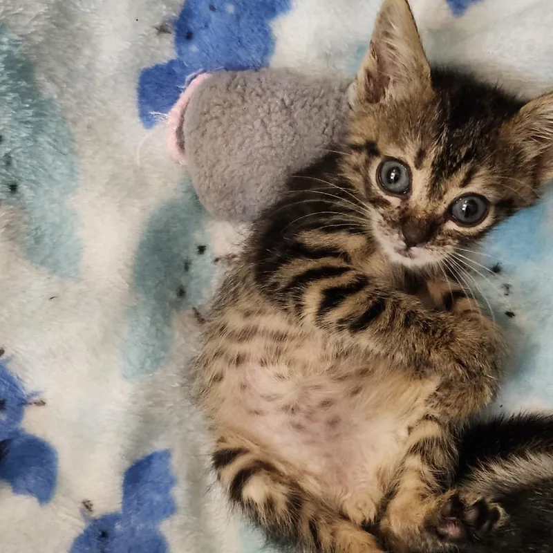 A baby small-sized male Brown / Chocolate Domestic Short Hair cat named Colter for adoption in Pine Mountain, GA