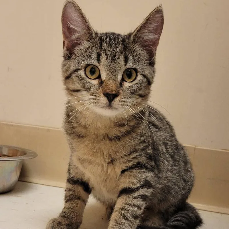 A baby small-sized male Brown / Chocolate Domestic Short Hair cat named Colonel Mustard for adoption in Milan, IL