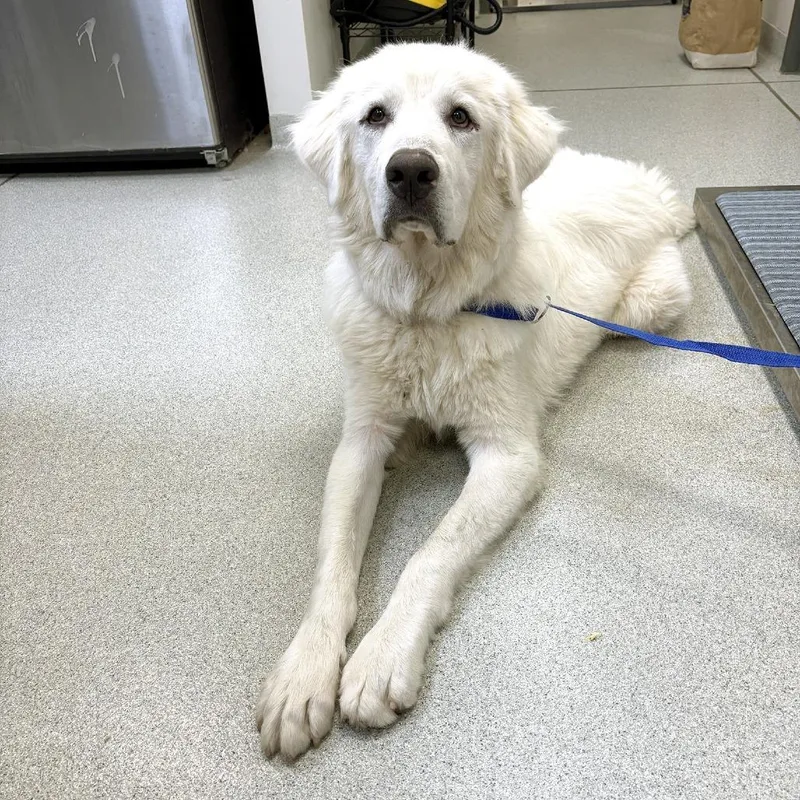 A young large-sized male White / Cream Great Pyrenees dog named Roman for adoption in Franklin, TN