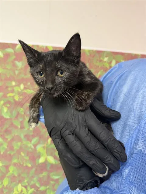 A baby small-sized female Domestic Short Hair cat named Maize for adoption in San Antonio, TX